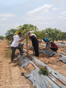 Inspeksi Penyakit Pepaya di Lapangan