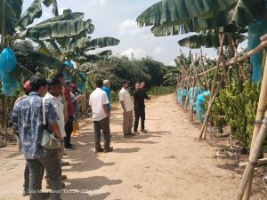 Inspeksi Penyakit Pisang di Lapangan